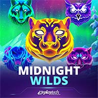 Midnight Wild